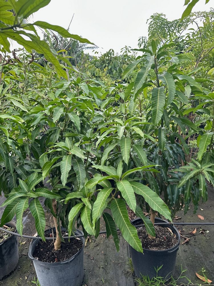 mangifera-indica-mango