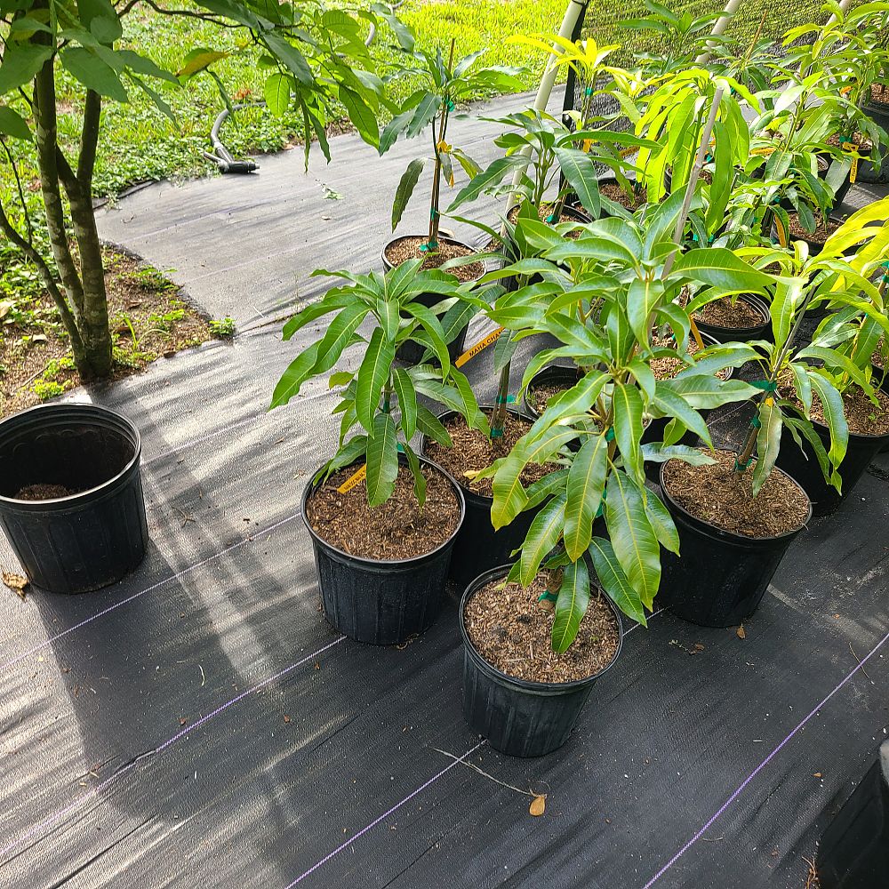 mangifera-indica-nam-doc-mai-mango