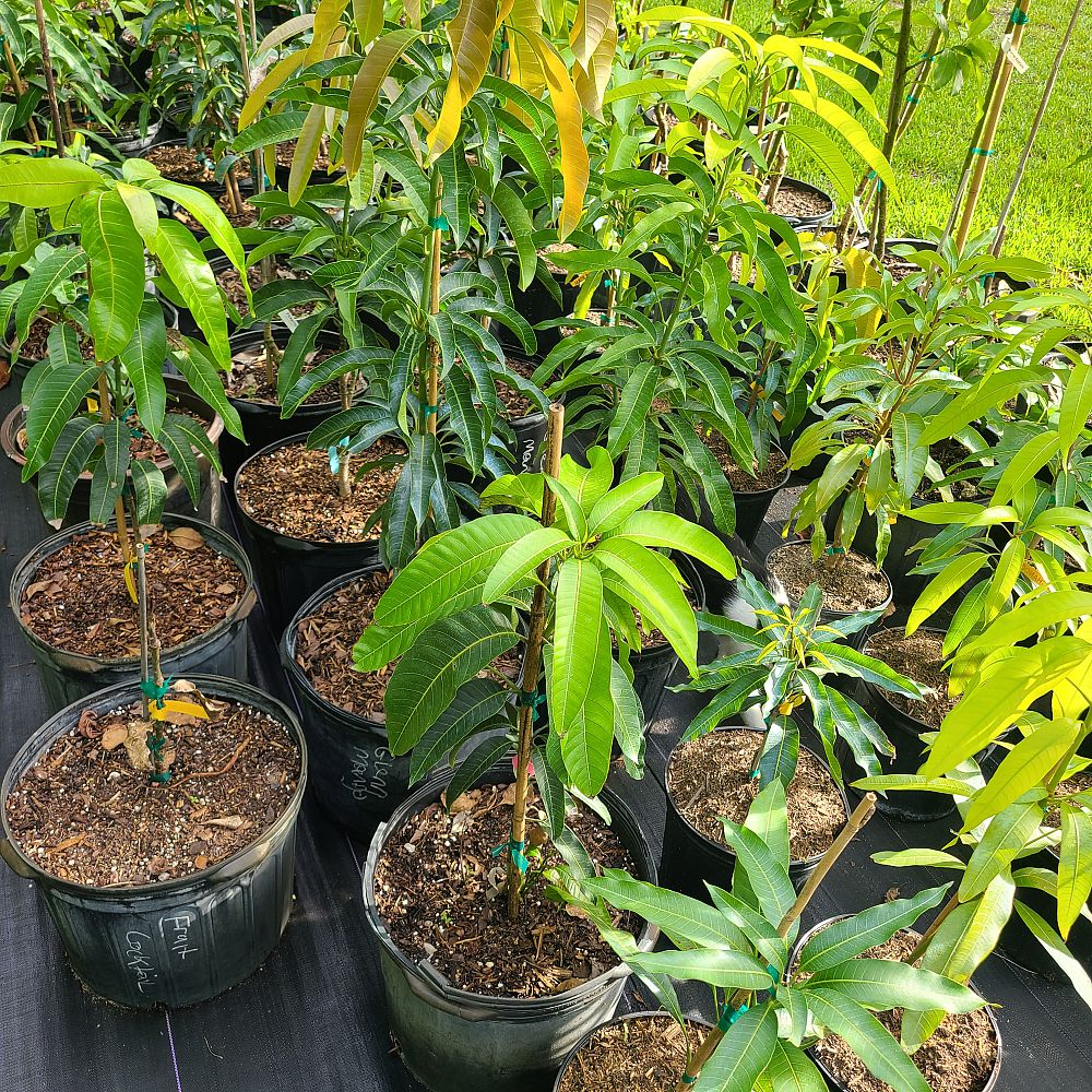 mangifera-indica-nam-doc-mai-mango