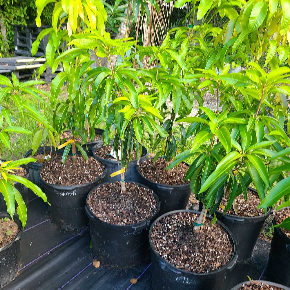 mangifera-indica-pickering-mango