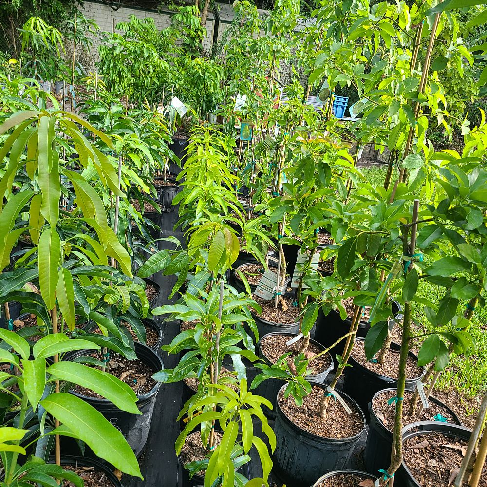 mangifera-indica-pickering-mango