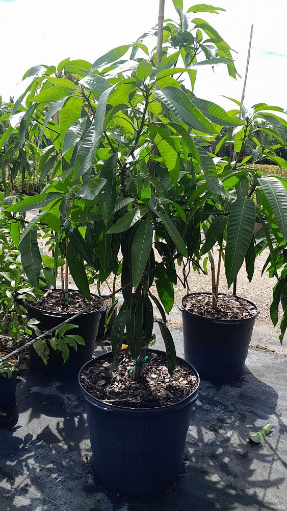 mangifera-indica-pickering-mango