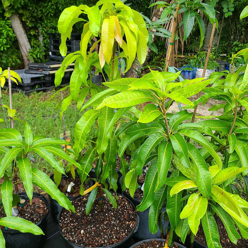 mangifera-indica-super-julie-mango