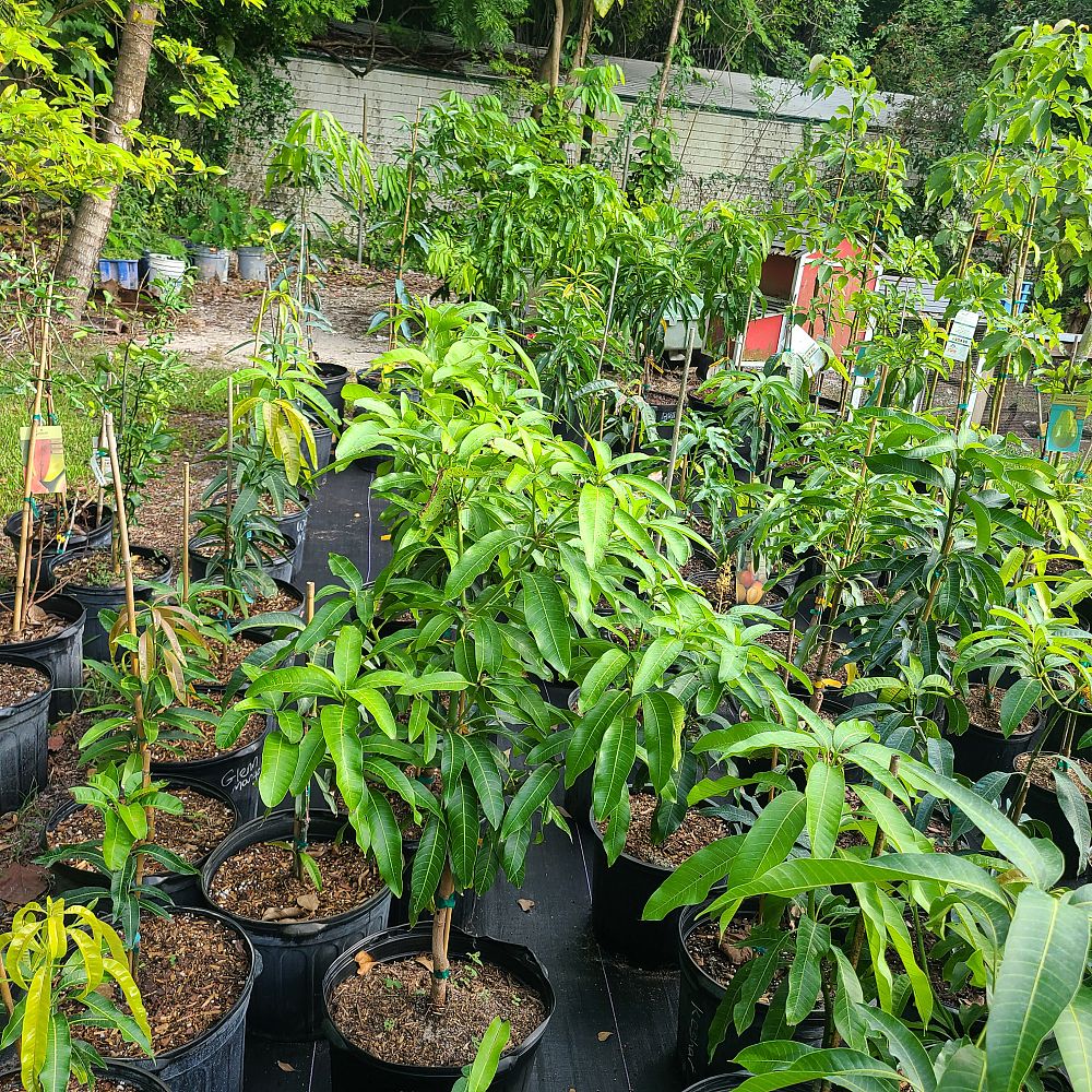 mangifera-indica-super-julie-mango