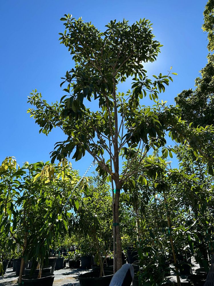 manilkara-zapota-gigantia-sapodilla