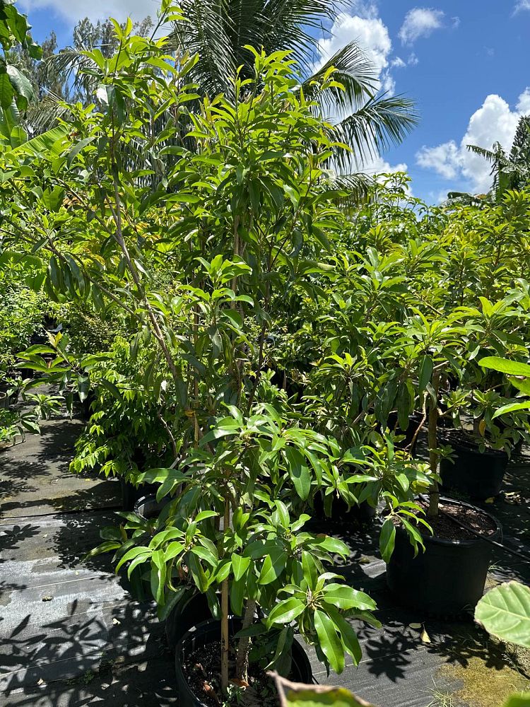 manilkara-zapota-sapodilla