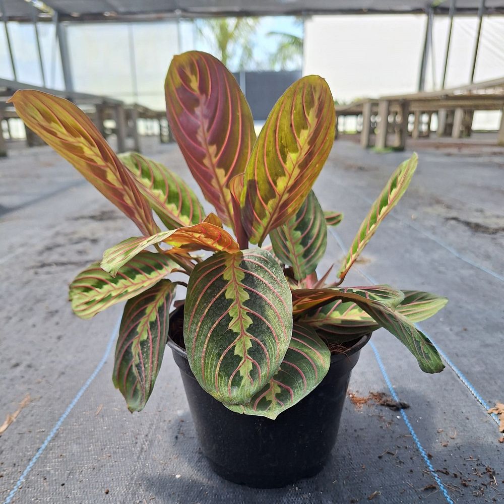 maranta-leuconeura-erythroneura-prayer-plant-red