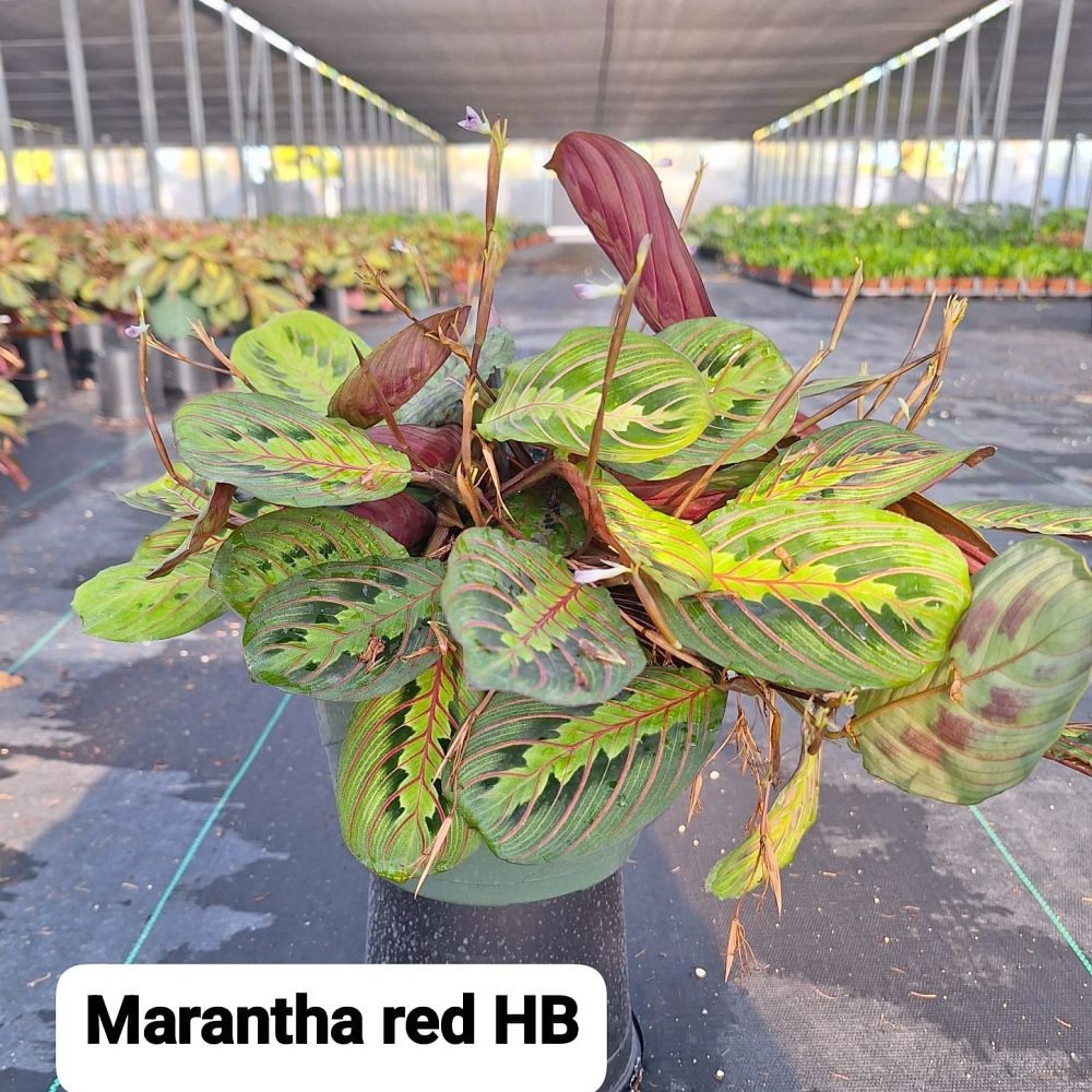 maranta-leuconeura-erythroneura-prayer-plant-red