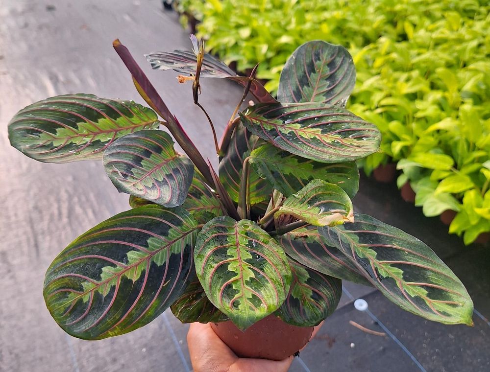 maranta-leuconeura-erythroneura-prayer-plant-red