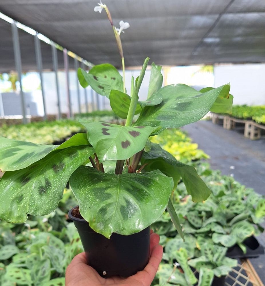 maranta-leuconeura-kerchoviana-prayer-plant-green