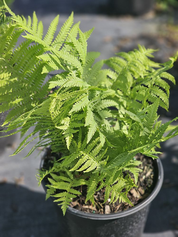 matteuccia-struthiopteris-the-king-king-ostrich-fern