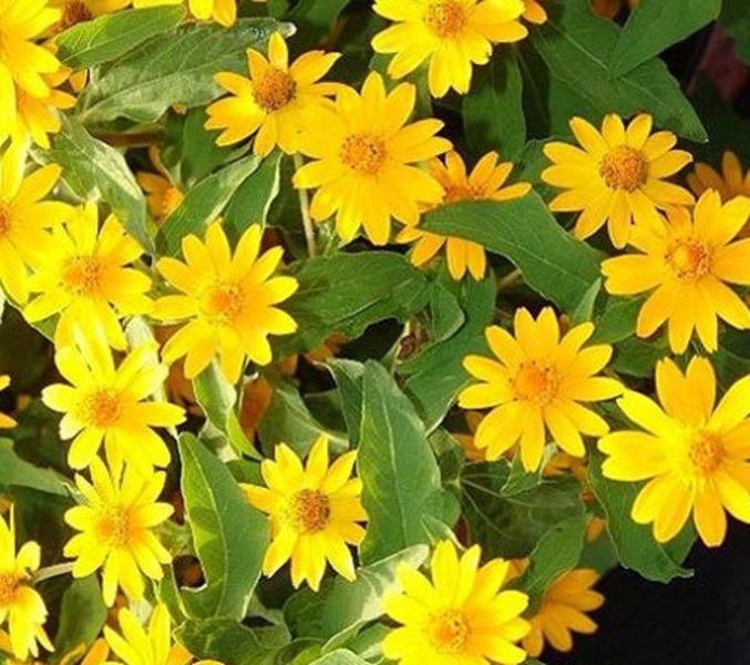 melampodium-paludosum-derby-yellow-gold-medallion-flower-star-daisy-butter-daisy