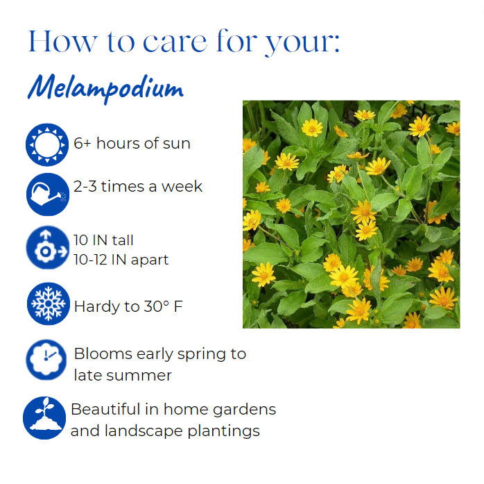 melampodium-paludosum-derby-yellow-gold-medallion-flower-star-daisy-butter-daisy