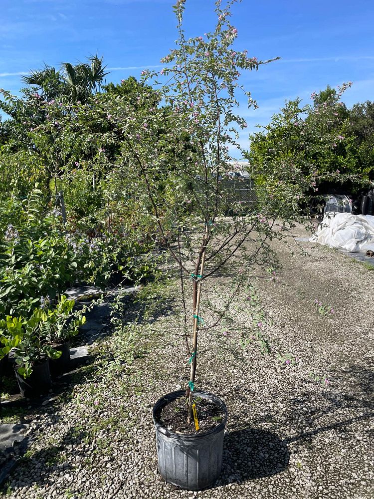 melochia-tomentosa-broom-weed-raichie-tea-bush-wooly-pyramid-bush-pyramid-bush