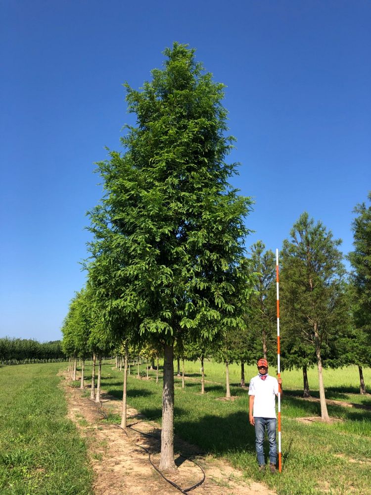 metasequoia-glyptostroboides-arrowhead-dawn-redwood