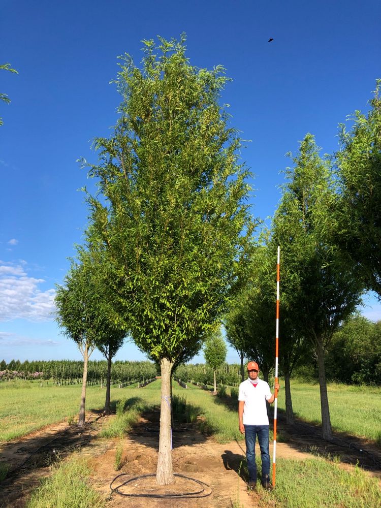 metasequoia-glyptostroboides-arrowhead-dawn-redwood