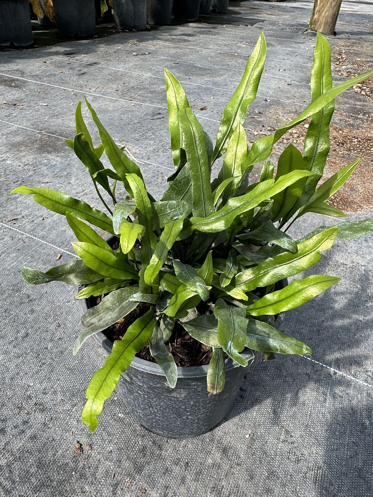 microsorum-scolopendrium-microsorum-scolopendria-wart-fern-monarch-fern