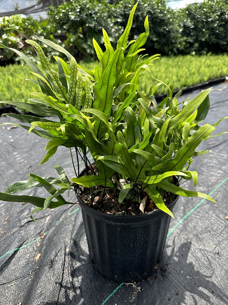 microsorum-scolopendrium-microsorum-scolopendria-wart-fern-monarch-fern