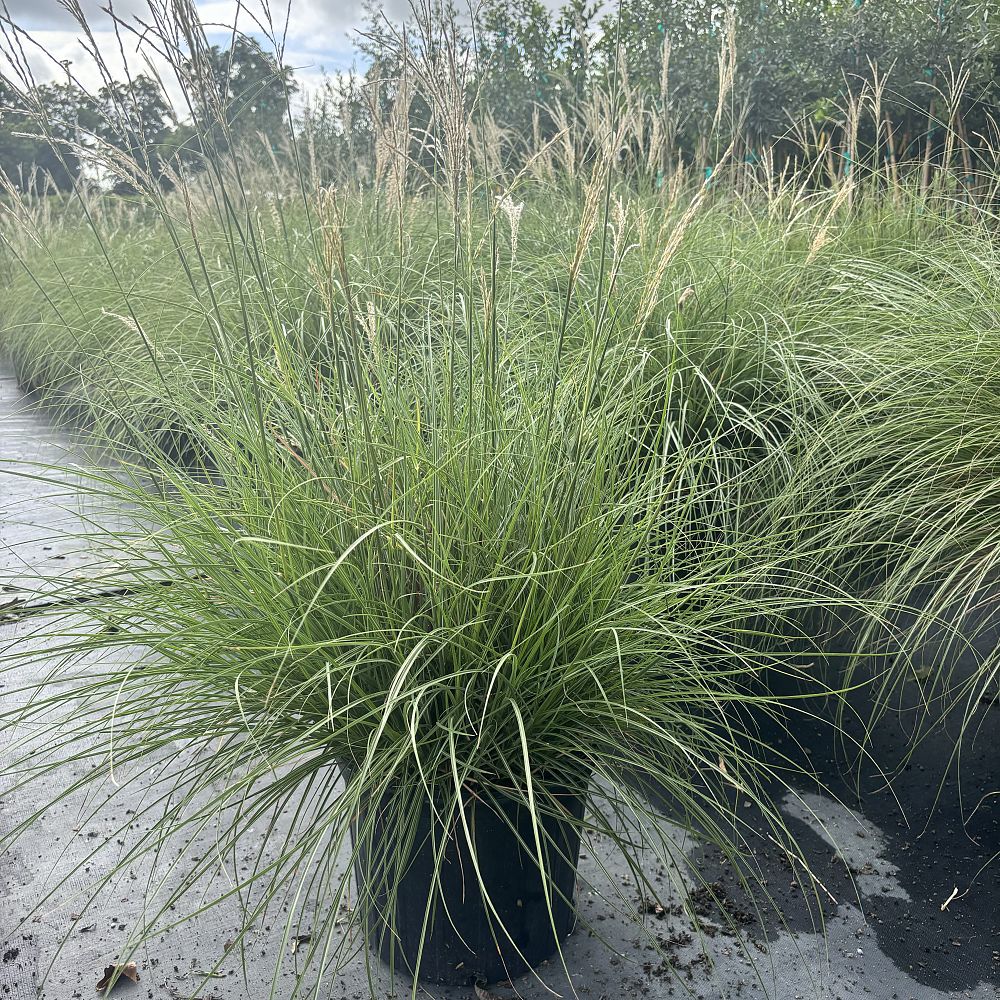 miscanthus-sinensis-adagio-adagio-grass-eulalia-grass-chinese-silvergrass-dwarf-maiden-grass