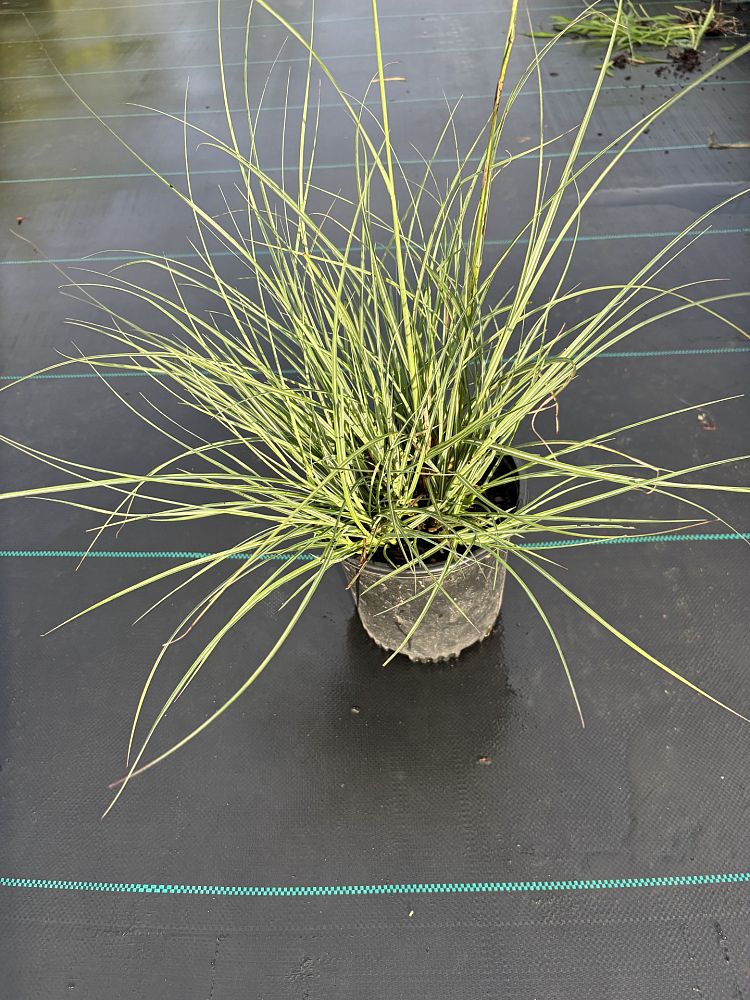 miscanthus-sinensis-adagio-adagio-grass-eulalia-grass-chinese-silvergrass-dwarf-maiden-grass