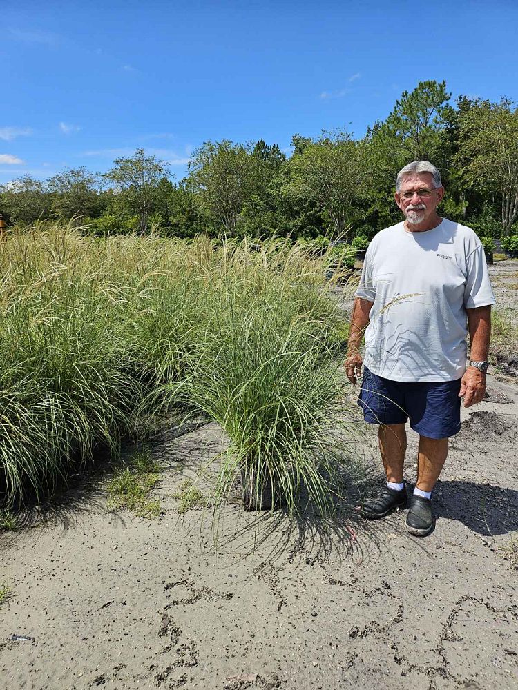 miscanthus-sinensis-adagio-adagio-grass-eulalia-grass-chinese-silvergrass-dwarf-maiden-grass