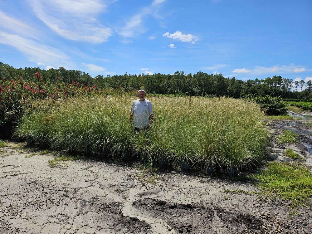 miscanthus-sinensis-adagio-adagio-grass-eulalia-grass-chinese-silvergrass-dwarf-maiden-grass