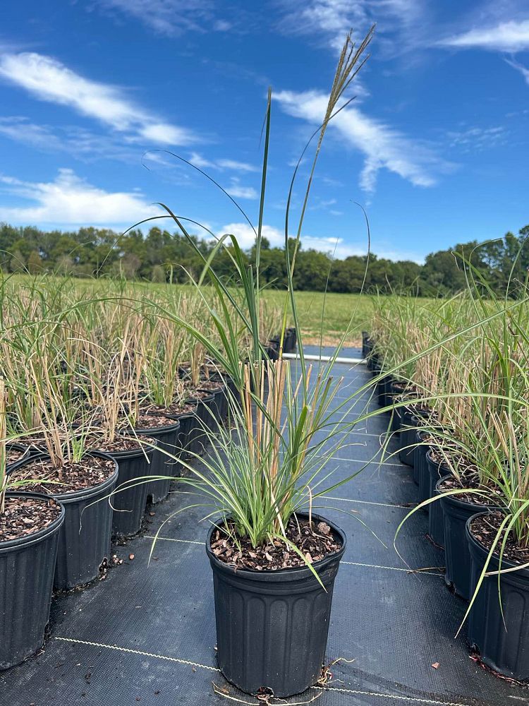 miscanthus-sinensis-adagio-adagio-grass-eulalia-grass-chinese-silvergrass-dwarf-maiden-grass