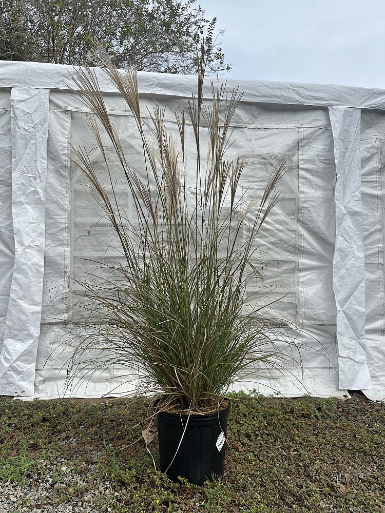 miscanthus-sinensis-adagio-adagio-grass-eulalia-grass-chinese-silvergrass-dwarf-maiden-grass