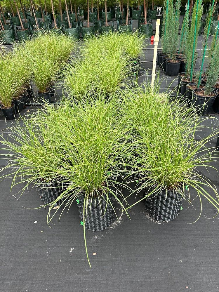 miscanthus-sinensis-bandwidth-eulalia-grass-chinese-silvergrass-maiden-grass