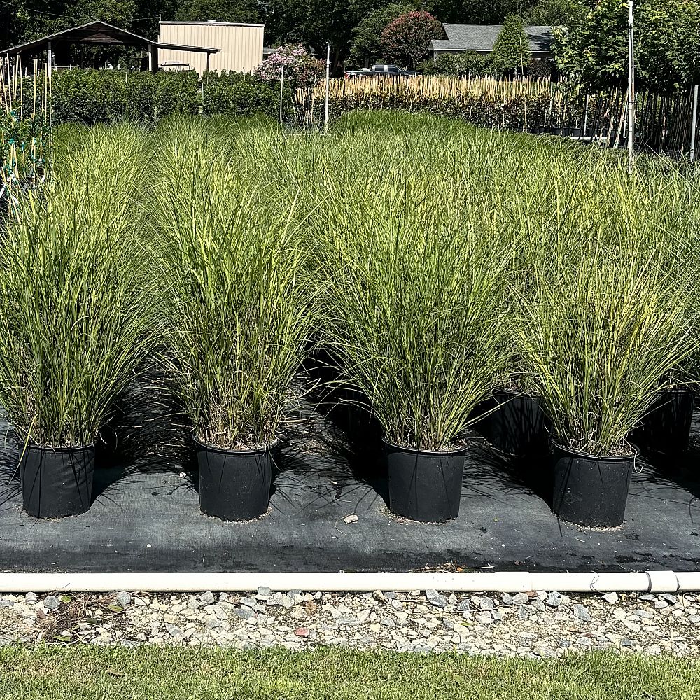 miscanthus-sinensis-gracillimus-eulalia-grass-chinese-silvergrass-maiden-grass