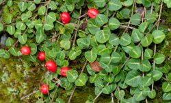 mitchella-repens-deerberry-squaw-vine-twinberry-partridgeberry