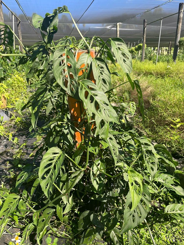 monstera-adansonii-monstera-plant-swiss-cheese-philodendron