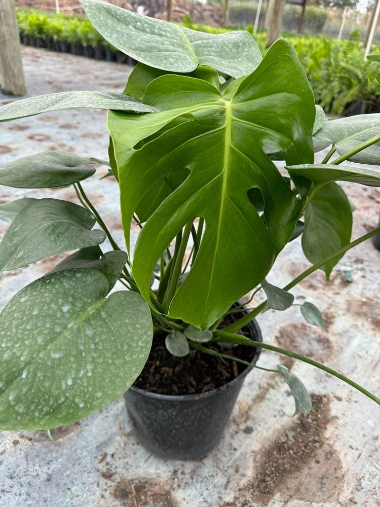 monstera-deliciosa-swiss-cheese-vine-philodendron-pertusum-monstera-lennea-mexican-breadfruit-ceriman