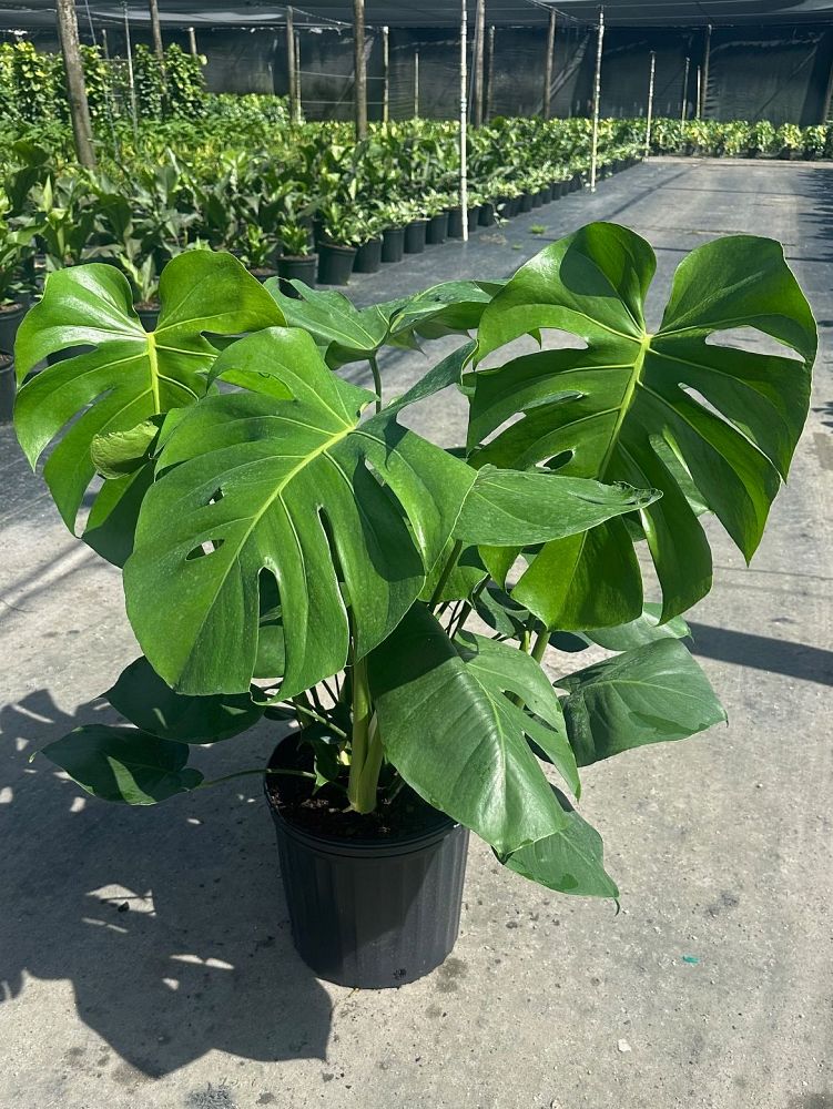 monstera-deliciosa-swiss-cheese-vine-philodendron-pertusum-monstera-lennea-mexican-breadfruit-ceriman