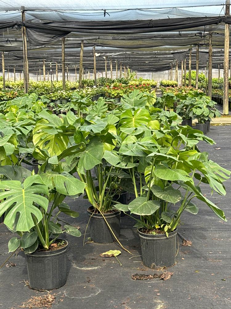 monstera-deliciosa-swiss-cheese-vine-philodendron-pertusum-monstera-lennea-mexican-breadfruit-ceriman