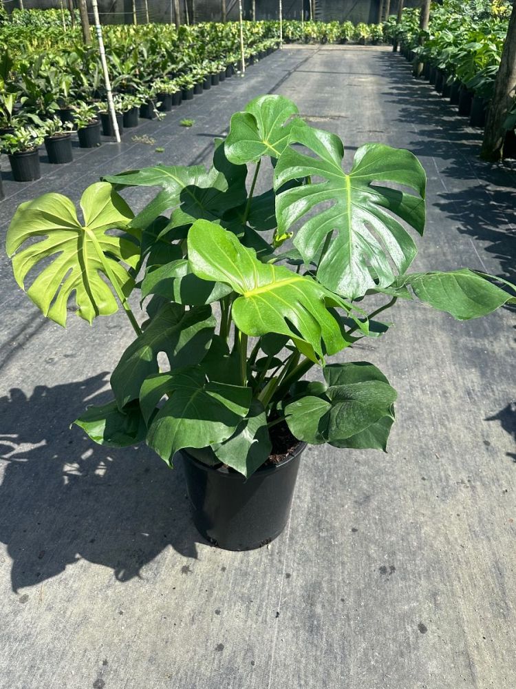 monstera-deliciosa-swiss-cheese-vine-philodendron-pertusum-monstera-lennea-mexican-breadfruit-ceriman