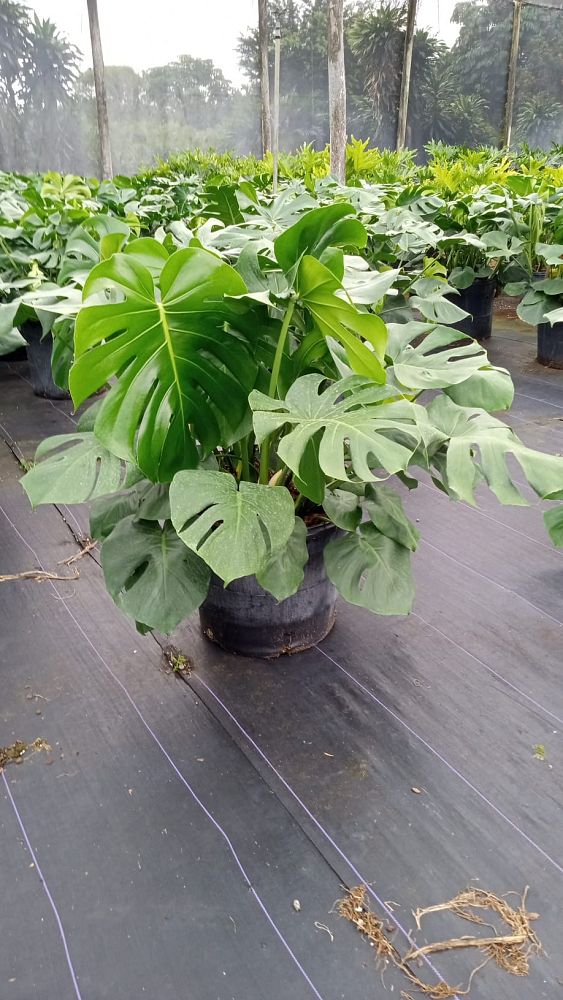 monstera-deliciosa-swiss-cheese-vine-philodendron-pertusum-monstera-lennea-mexican-breadfruit-ceriman