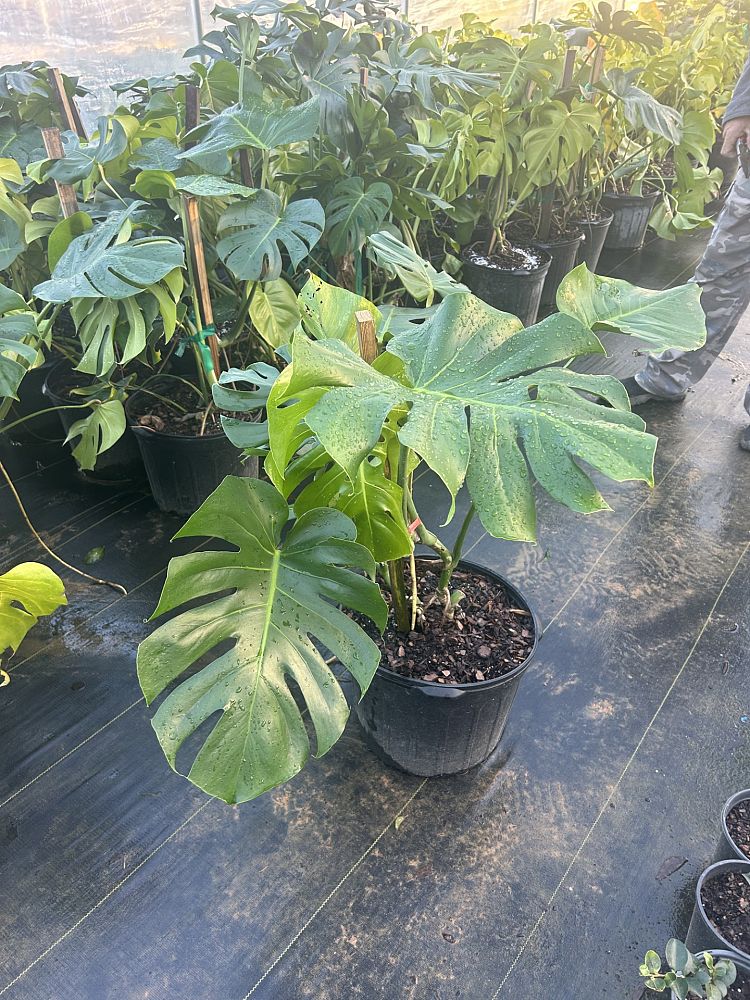 monstera-deliciosa-swiss-cheese-vine-philodendron-pertusum-monstera-lennea-mexican-breadfruit-ceriman