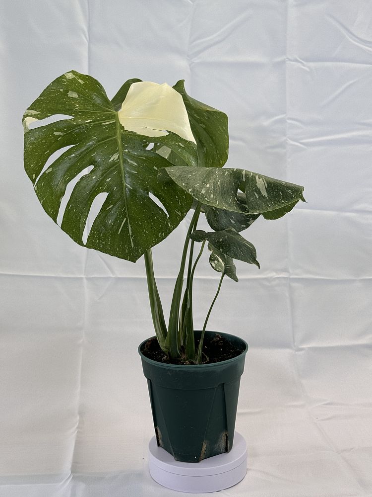 monstera-deliciosa-thai-constellation-variegated-monstera