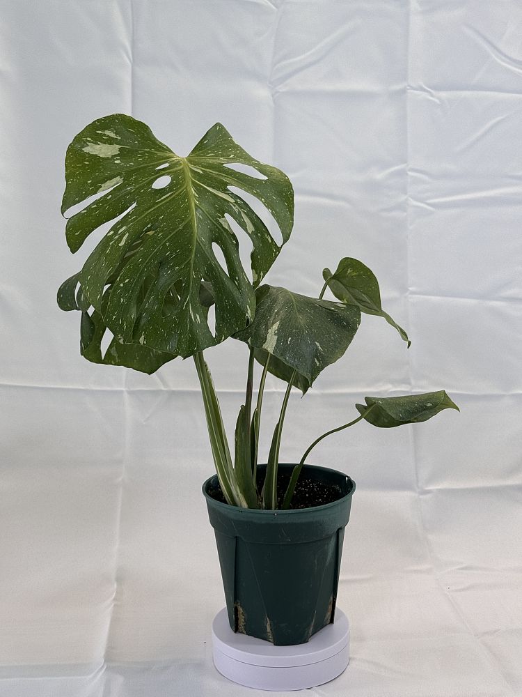 monstera-deliciosa-thai-constellation-variegated-monstera