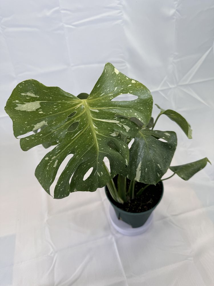 monstera-deliciosa-thai-constellation-variegated-monstera