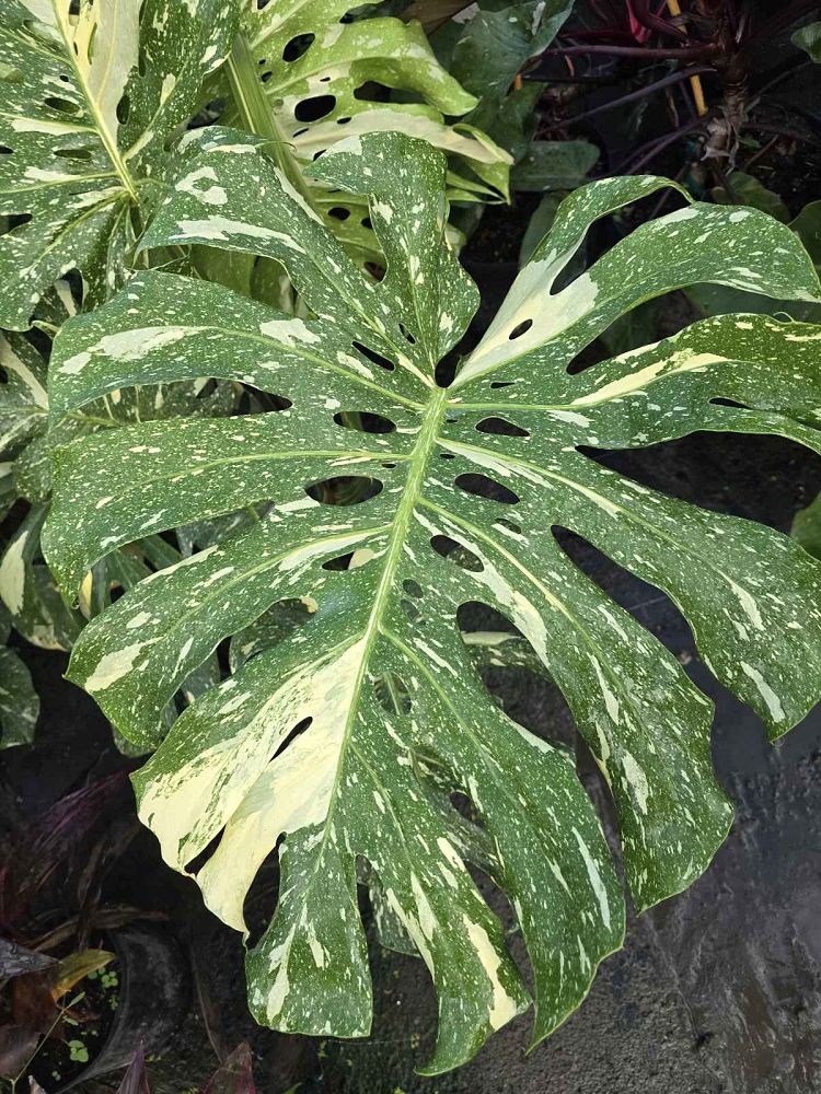 monstera-deliciosa-thai-constellation-variegated-monstera