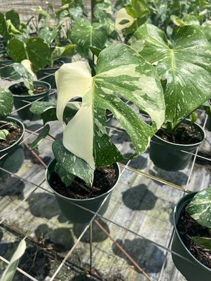 monstera-deliciosa-thai-constellation-variegated-monstera