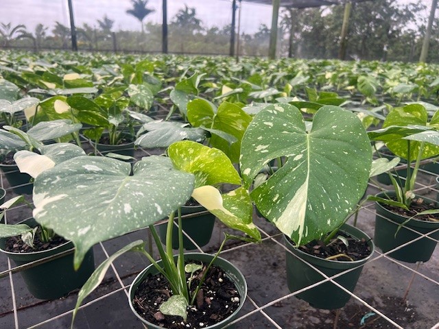 monstera-deliciosa-thai-constellation-variegated-monstera