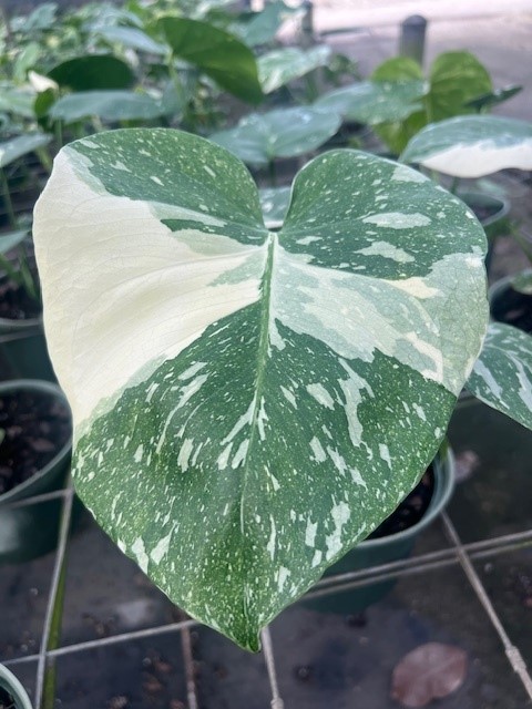 monstera-deliciosa-thai-constellation-variegated-monstera