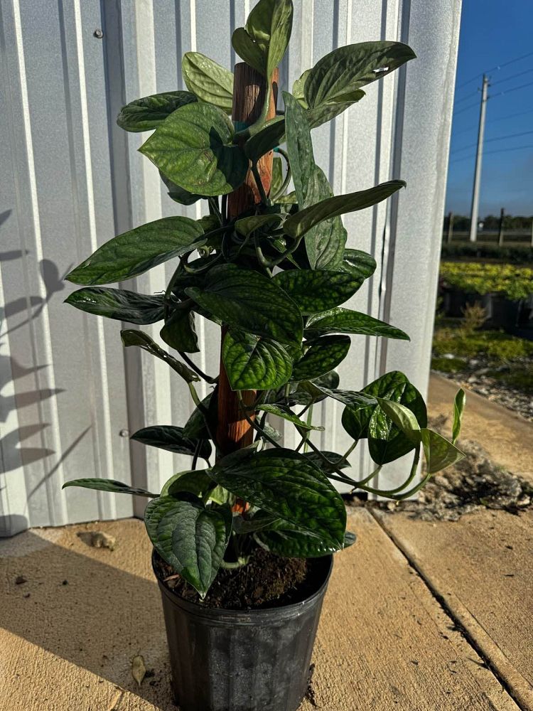 monstera-peru-monstera-kerstenianum-peru