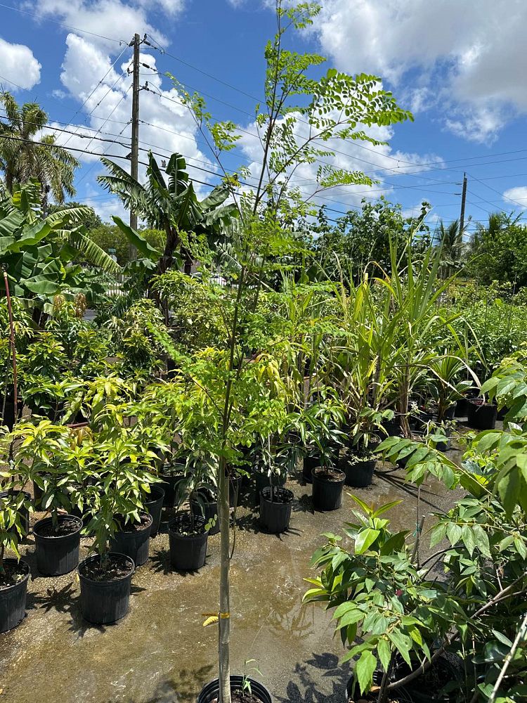 moringa-oleifera-horseradish-tree