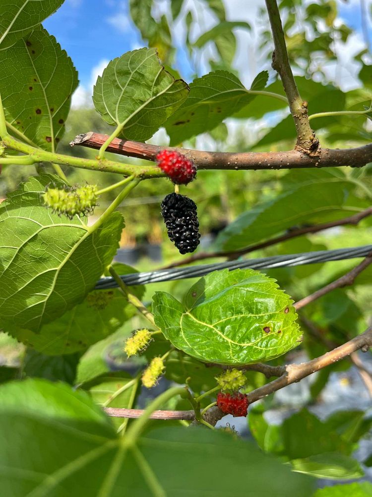 morus-nigra-black-mulberry