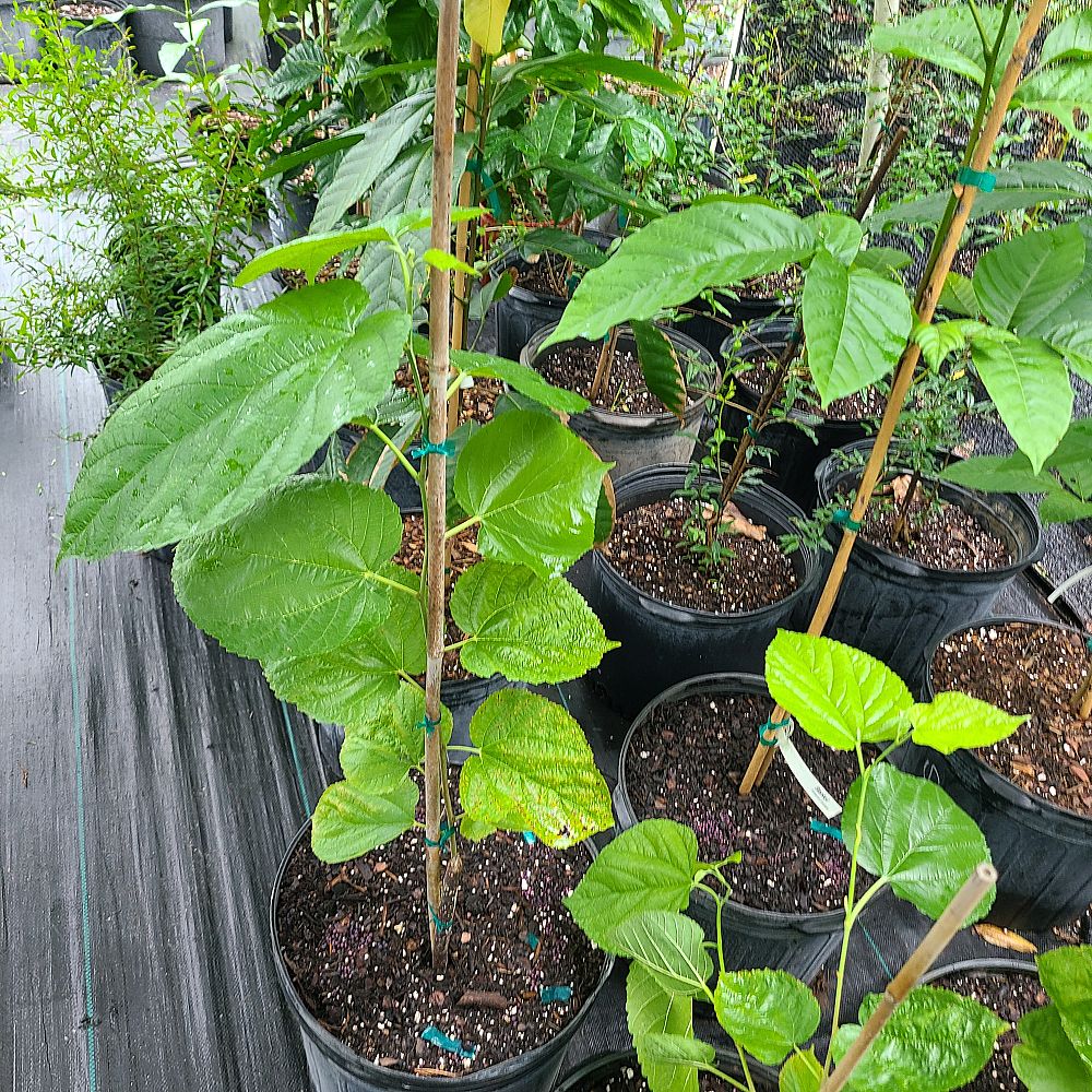 morus-nigra-pakistani-black-mulberry