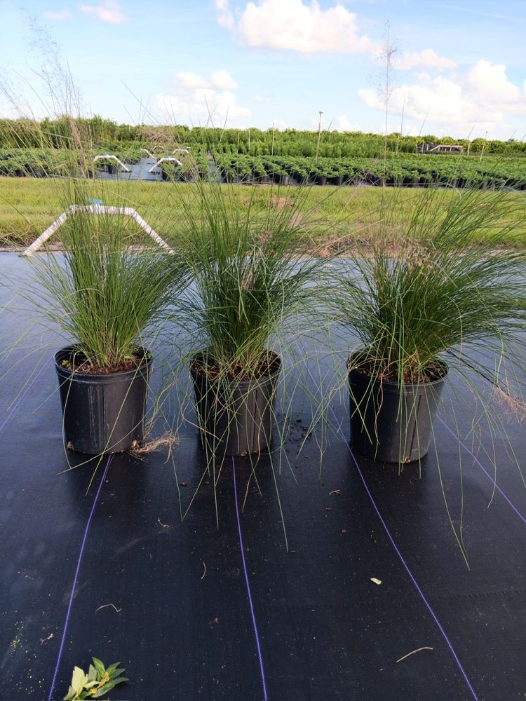 muhlenbergia-capillaris-gulf-coast-muhly-grass-hair-awn-muhly-pink-muhly-grass